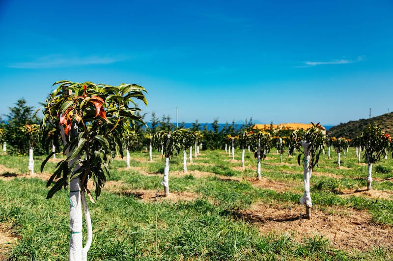 Un albero di mango nel campo, con il mare sullo sfondo